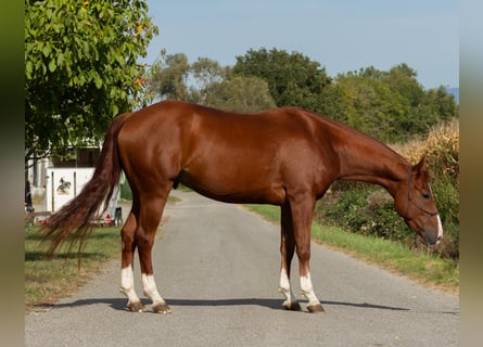 Quarter horse américain, Hongre, 3 Ans, 157 cm, Alezan
