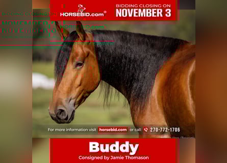 Quarter horse américain Croisé, Hongre, 3 Ans, 157 cm, Bai cerise