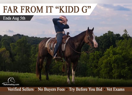 Quarter horse américain, Hongre, 3 Ans, 157 cm, Overo-toutes couleurs
