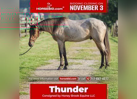 Quarter horse américain Croisé, Hongre, 3 Ans, 157 cm