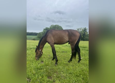 Quarter horse américain Croisé, Hongre, 3 Ans, 163 cm, Bai brun