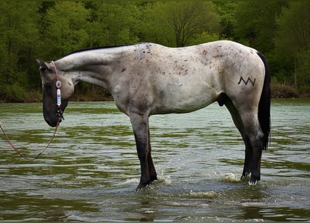 Quarter horse américain, Hongre, 3 Ans, 163 cm, Rouan Bleu