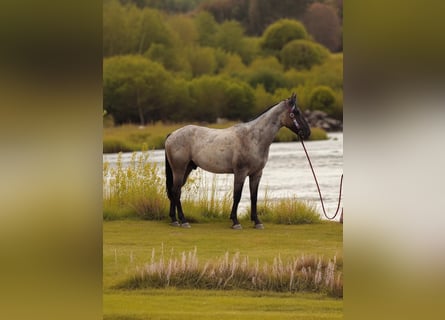 Quarter horse américain, Hongre, 3 Ans, 163 cm, Rouan Bleu