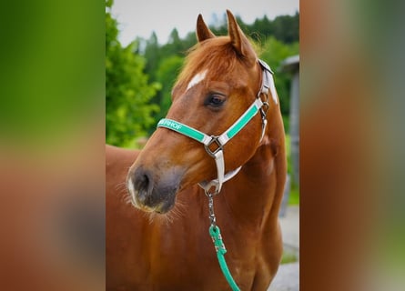 Quarter horse américain, Hongre, 3 Ans, Alezan