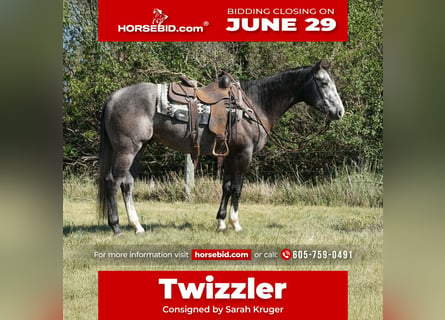 Quarter horse américain, Hongre, 3 Ans, Gris