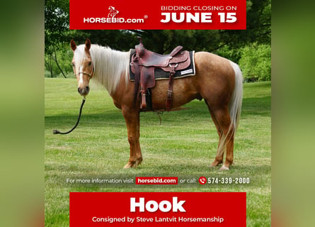 Quarter horse américain, Hongre, 3 Ans, Palomino