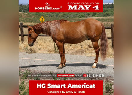 Quarter horse américain, Hongre, 4 Ans, 142 cm, Alezan dun