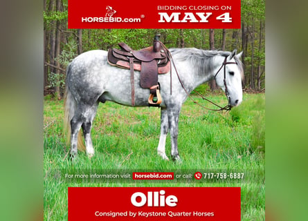 Quarter horse américain, Hongre, 4 Ans, 142 cm, Gris