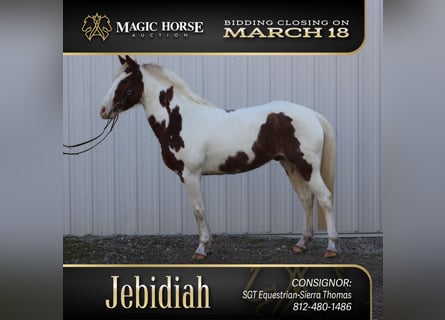 Quarter horse américain, Hongre, 4 Ans, 142 cm, Pinto