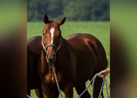 Quarter horse américain, Hongre, 4 Ans, 146 cm, Alezan