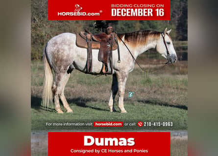 Quarter horse américain, Hongre, 4 Ans, 147 cm, Gris