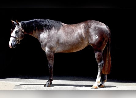 Quarter horse américain, Hongre, 4 Ans, 147 cm, Gris
