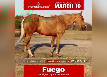 Quarter horse américain, Hongre, 4 Ans, 147 cm, Palomino