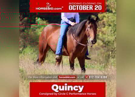 Quarter horse américain, Hongre, 4 Ans, 150 cm, Bai cerise