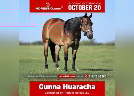 Quarter horse américain, Hongre, 4 Ans, 150 cm, Bai cerise