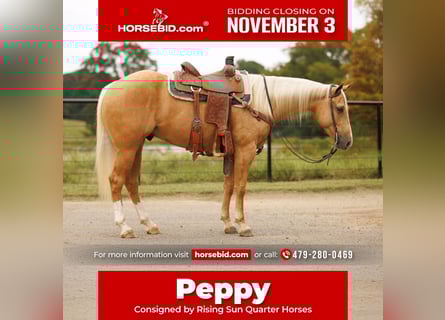 Quarter horse américain, Hongre, 4 Ans, 150 cm, Palomino