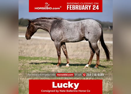 Quarter horse américain, Hongre, 4 Ans, 150 cm, Rouan Rouge