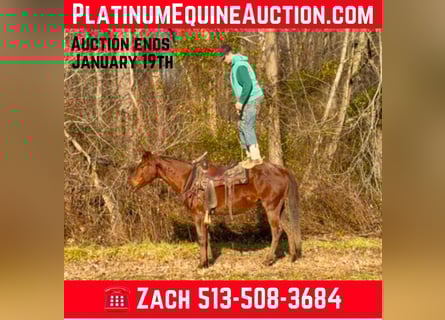 Quarter horse américain, Hongre, 4 Ans, 150 cm, Rouan Rouge