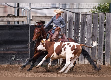 Quarter horse américain, Hongre, 4 Ans, 151 cm, Bai