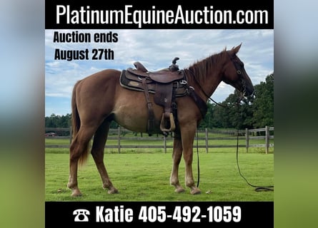 Quarter horse américain, Hongre, 4 Ans, 152 cm, Alezan brûlé