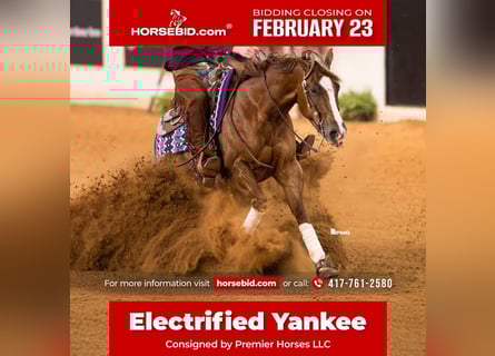 Quarter horse américain, Hongre, 4 Ans, 152 cm, Alezan cuivré