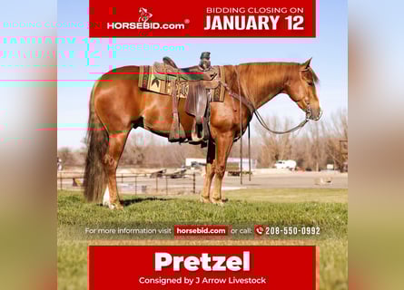 Quarter horse américain, Hongre, 4 Ans, 152 cm, Alezan cuivré