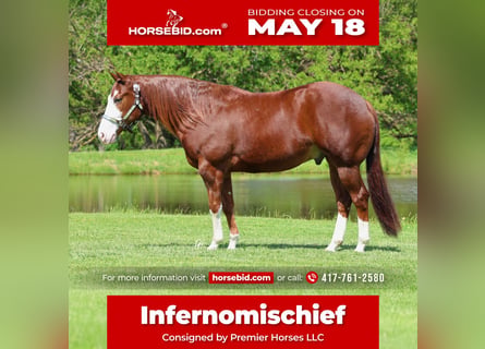 Quarter horse américain, Hongre, 4 Ans, 152 cm, Alezan cuivré