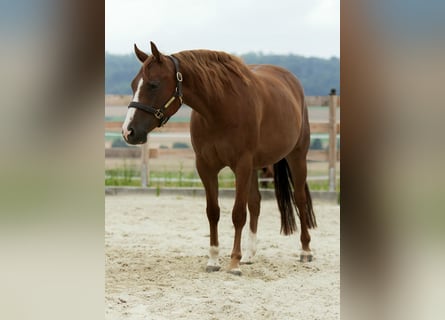 Quarter horse américain, Hongre, 4 Ans, 152 cm, Alezan