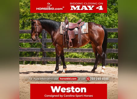 Quarter horse américain, Hongre, 4 Ans, 152 cm, Bai cerise