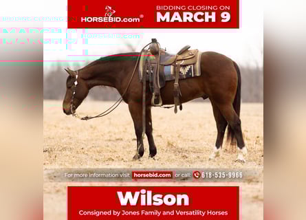 Quarter horse américain, Hongre, 4 Ans, 152 cm, Bai cerise