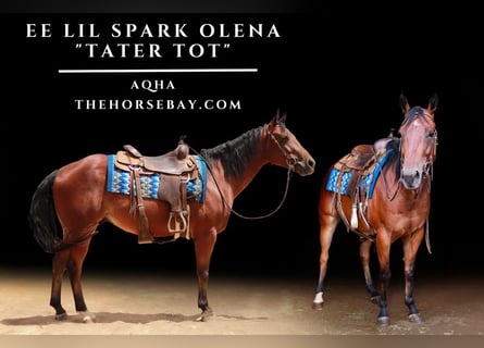 Quarter horse américain, Hongre, 4 Ans, 152 cm, Bai cerise