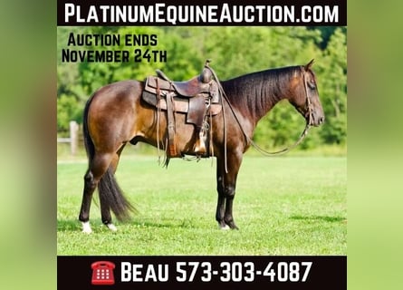 Quarter horse américain, Hongre, 4 Ans, 152 cm, Bai cerise