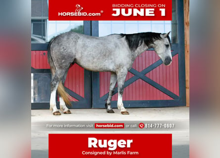 Quarter horse américain, Hongre, 4 Ans, 152 cm, Gris pommelé