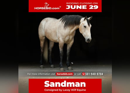 Quarter horse américain, Hongre, 4 Ans, 152 cm, Gris