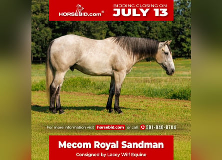 Quarter horse américain, Hongre, 4 Ans, 152 cm, Gris