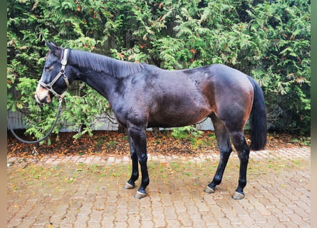 Quarter horse américain, Hongre, 4 Ans, 152 cm, Noir