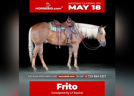 Quarter horse américain, Hongre, 4 Ans, 152 cm, Palomino
