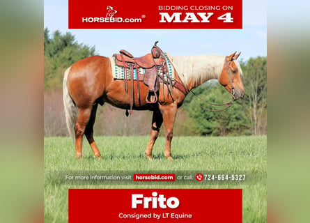 Quarter horse américain, Hongre, 4 Ans, 152 cm, Palomino