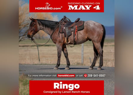 Quarter horse américain, Hongre, 4 Ans, 152 cm, Roan-Bay