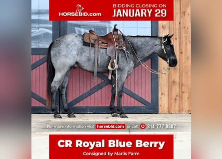 Quarter horse américain, Hongre, 4 Ans, 152 cm, Rouan Bleu