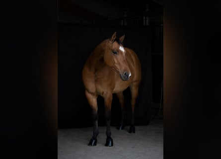 Quarter horse américain, Hongre, 4 Ans, 153 cm, Bai