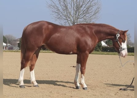 Quarter horse américain, Hongre, 4 Ans, 154 cm, Overo-toutes couleurs