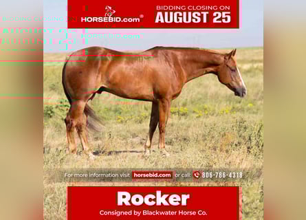 Quarter horse américain, Hongre, 4 Ans, 155 cm, Alezan brûlé