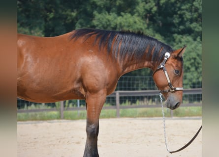 Quarter horse américain, Hongre, 4 Ans, 155 cm, Bai