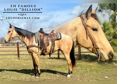 Quarter horse américain, Hongre, 4 Ans, 155 cm, Buckskin
