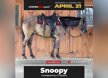 Quarter horse américain, Hongre, 4 Ans, 155 cm, Grullo