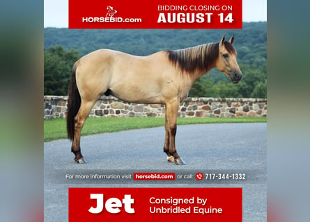 Quarter horse américain, Hongre, 4 Ans, 155 cm, Isabelle