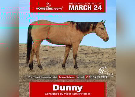 Quarter horse américain, Hongre, 4 Ans, 155 cm, Isabelle