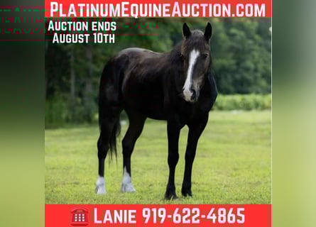 Quarter horse américain, Hongre, 4 Ans, 155 cm, Noir
