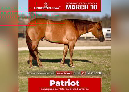 Quarter horse américain, Hongre, 4 Ans, 157 cm, Alezan dun